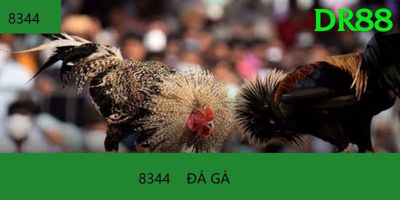Đá Gà Trực Tiếp - Ưu đãi đặc biệt - Đăng ký